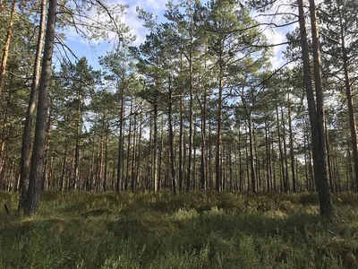 Apteka